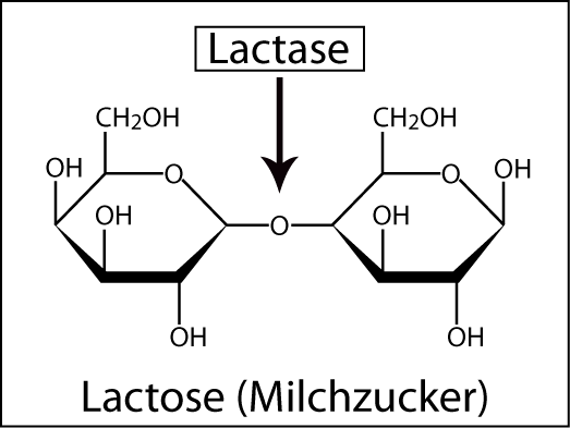 Lactose Strukturformel Lactose Strukturformel